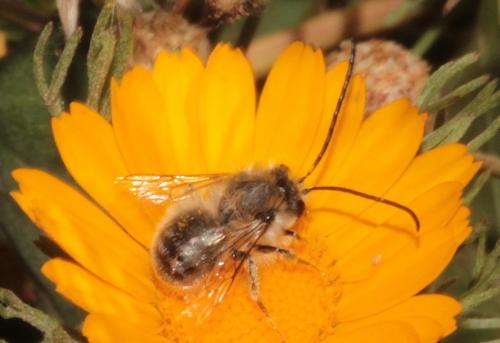 Eucera sp.
